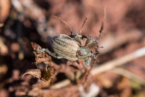 Réf. 224 225 : Hypera striata