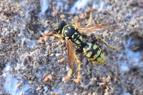 Polistes sp.