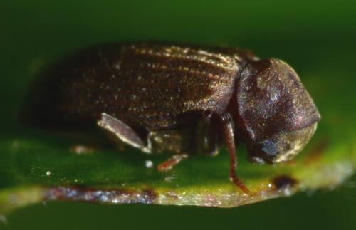 Réf. 224 891 : Anobium sp.