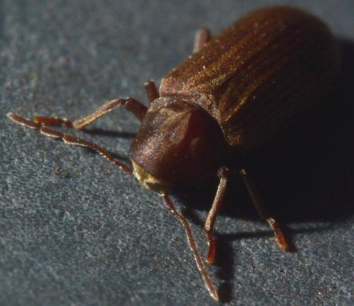 Anobium sp.