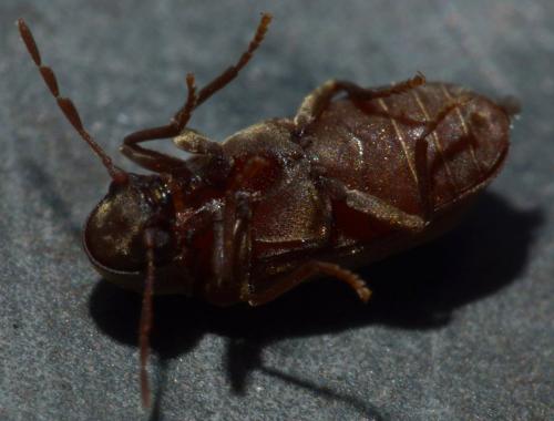 Anobium sp.