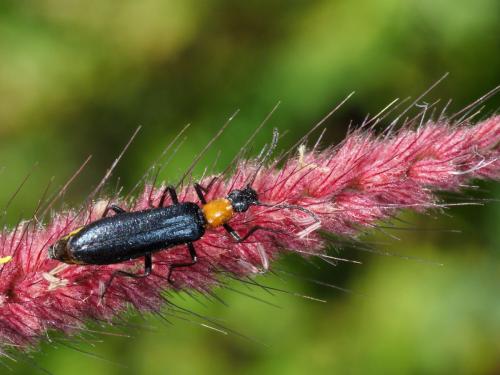 Réf. 224 616 : Idgia sp.