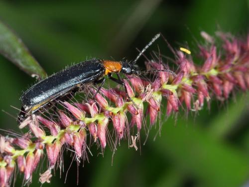 Réf. 224 617 : Idgia sp.
