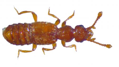Réf. 224 206 : Euplectus karstenii