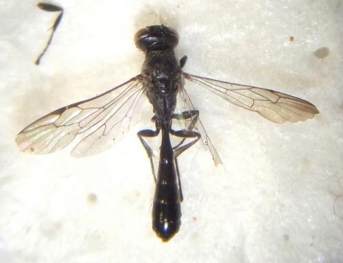 Trypoxylon beaumonti