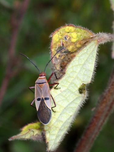 Réf. 224 993 : Dysdercus voelkeri