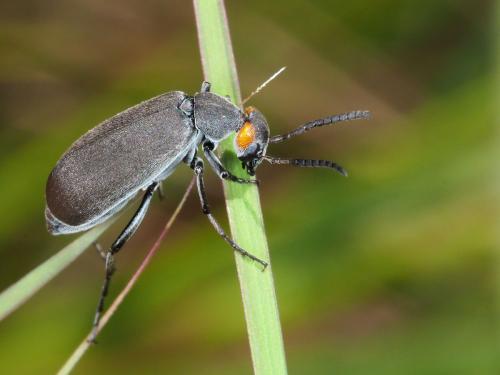 Epicauta oculata