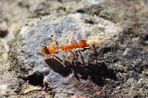 Temnothorax unifasciatus