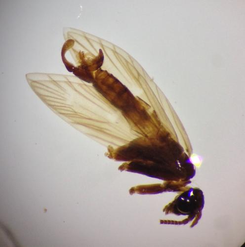 Réf. 224 312 : Micropterix aglaella