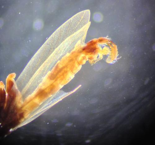 Réf. 224 911 : Micropterix aglaella