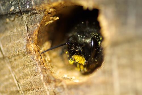 Osmia cornuta