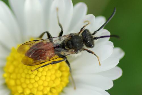 Nomada sp.