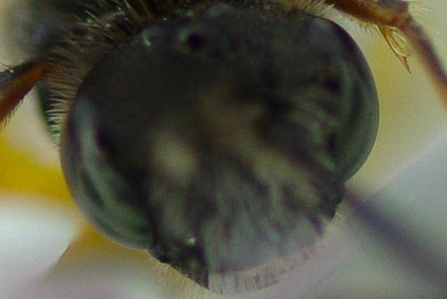 Nomada sp.