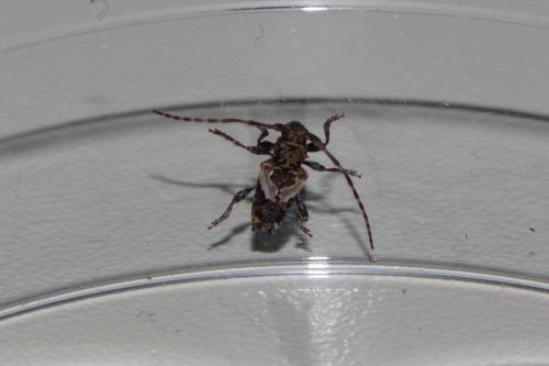 Réf. 224 486 : Pogonocherus hispidus
