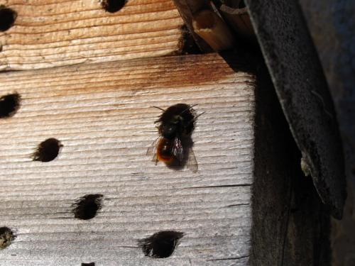 Réf. 224 107 : Osmia cornuta