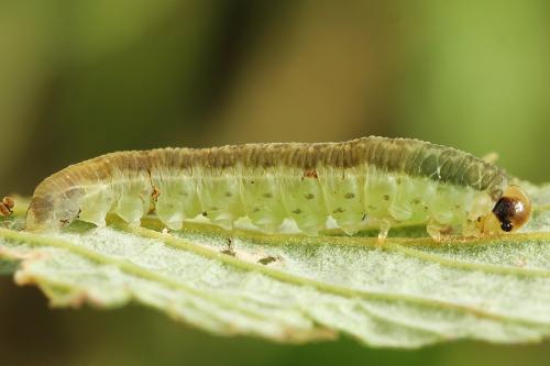 Réf. 224 238 : Pachyprotasis antennata