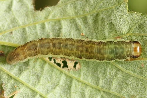 Réf. 224 239 : Pachyprotasis antennata