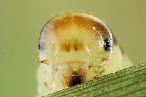 Réf. 224 240 : Pachyprotasis antennata