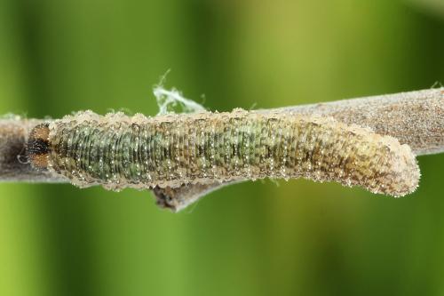 Rhogogaster chlorosoma