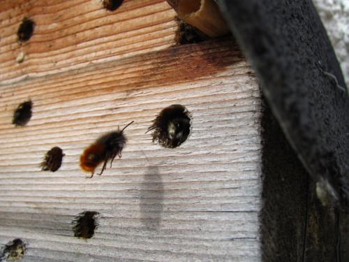 Osmia cornuta