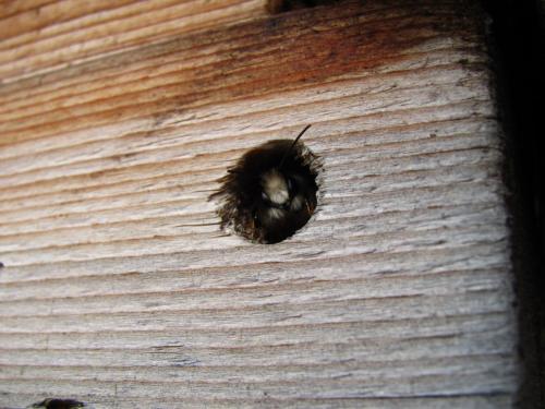 Osmia cornuta