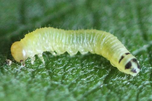 Réf. 224 815 : Euura leucapsis