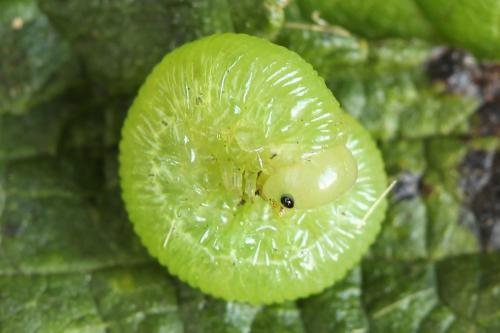 Réf. 224 241 : Pachyprotasis antennata