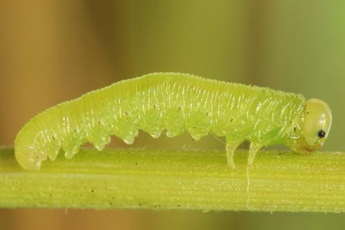 Réf. 224 242 : Pachyprotasis antennata