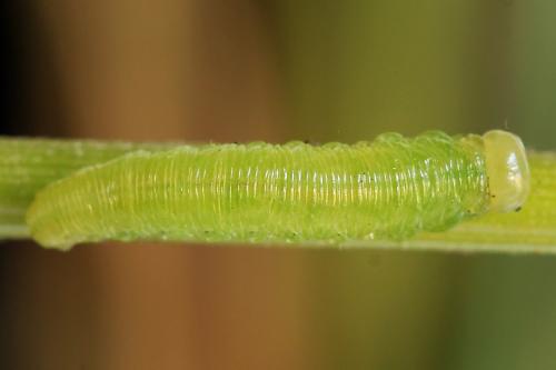 Réf. 224 243 : Pachyprotasis antennata