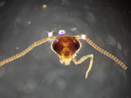 Réf. 224 920 : Micropterix aglaella