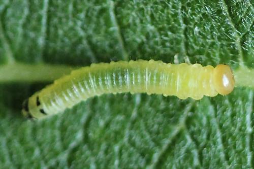 Réf. 224 819 : Euura leucapsis