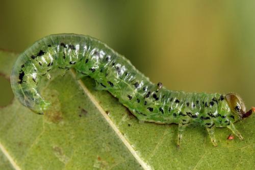 Réf. 224 669 : Nematus alniastri