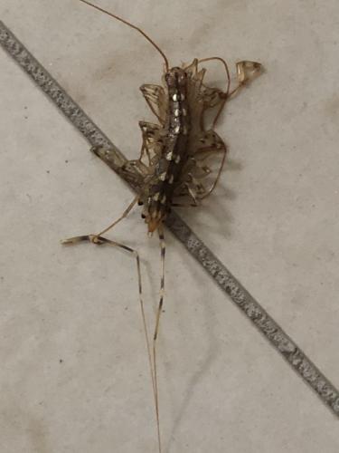 Réf. 224 513 : Scutigera coleoptrata