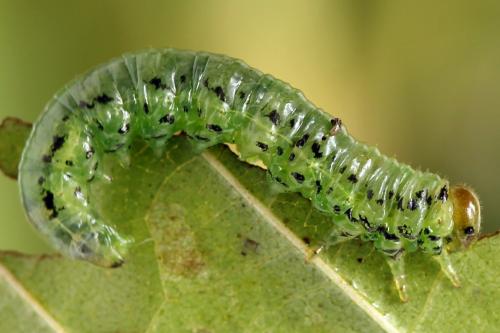 Réf. 224 670 : Nematus alniastri