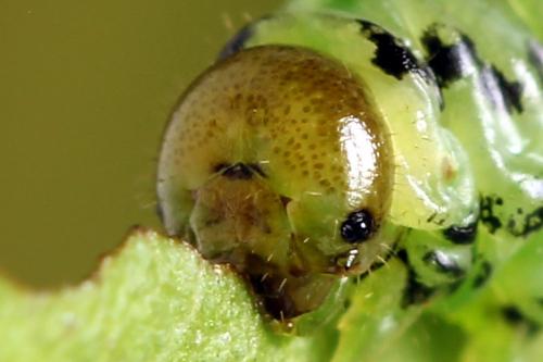 Réf. 224 671 : Nematus alniastri