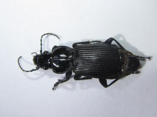 Réf. 224 230 : Pterostichus melanarius