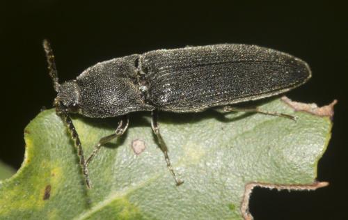 Melanotus tenebrosus