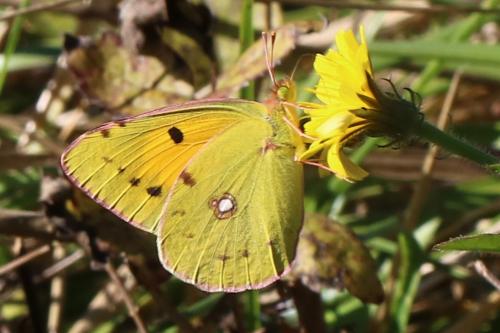 Colias croceus