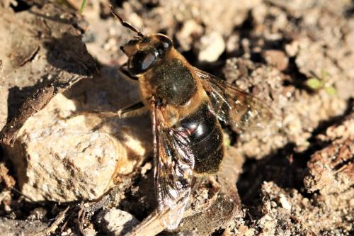Eristalis tenax