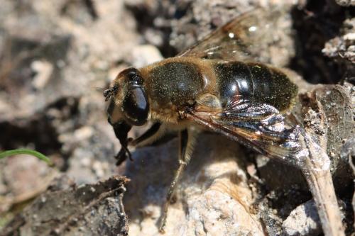 Eristalis tenax
