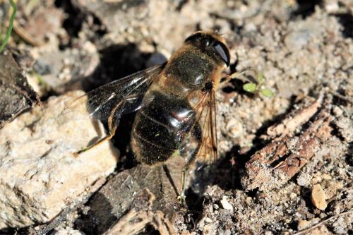 Eristalis tenax