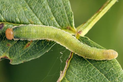 Emphytus cinctus