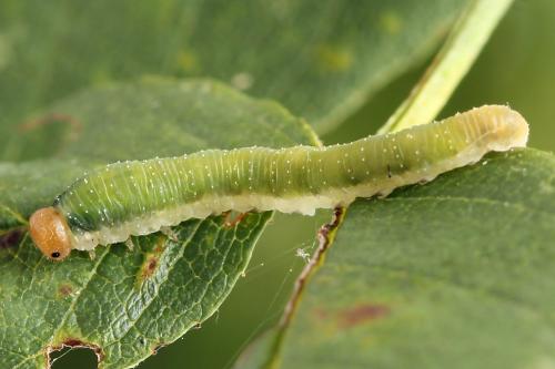 Emphytus cinctus