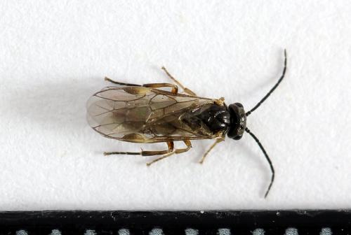 Réf. 224 821 : Euura leucapsis
