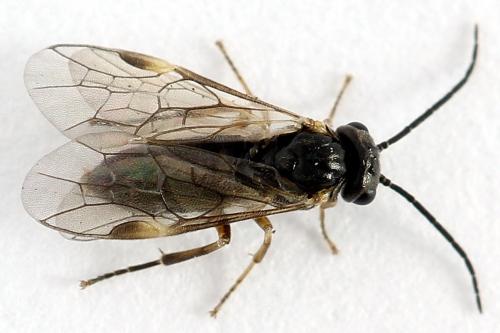 Réf. 224 822 : Euura leucapsis