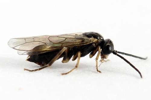 Réf. 224 823 : Euura leucapsis