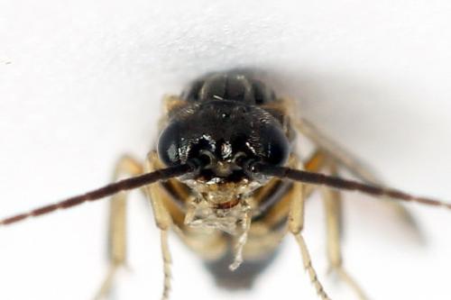 Réf. 224 824 : Euura leucapsis