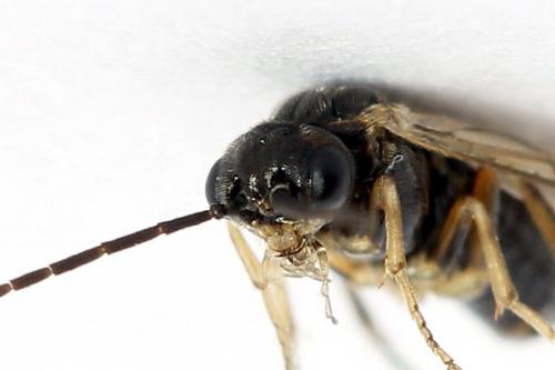 Réf. 224 825 : Euura leucapsis