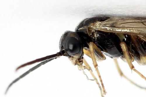 Réf. 224 826 : Euura leucapsis