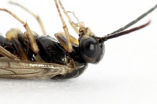 Réf. 224 827 : Euura leucapsis